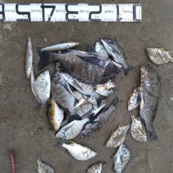 12/7釣果チヌ30枚キスデカアジ
