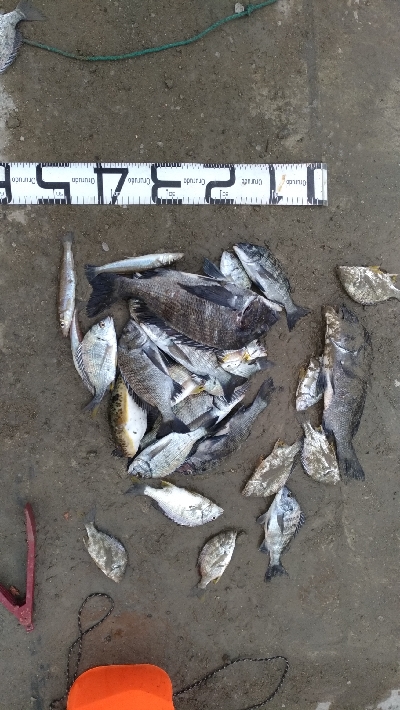 12/7釣果チヌ30枚キスデカアジ