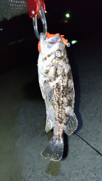 ビッグワームに変えてみると…？