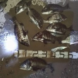 12/15釣果チヌ10枚とタチウオF4