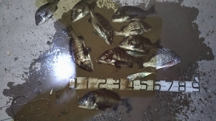 12/15釣果チヌ10枚とタチウオF4