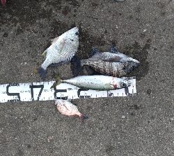 12/22釣果チヌキビレタチウオサバチャリコ