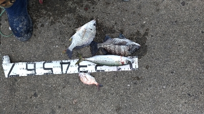 12/22釣果チヌキビレタチウオサバチャリコ