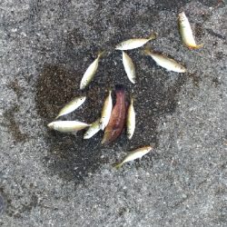 12/28釣果豆アジ豆カンダイガシラボラ