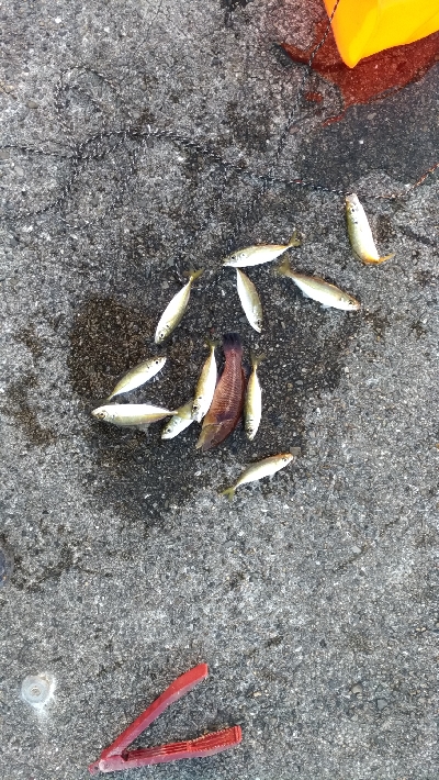 12/28釣果豆アジ豆カンダイガシラボラ