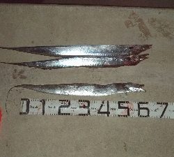 大晦日の釣果チヌ20枚タチウオガシラメバル豆アジ