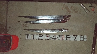 大晦日の釣果チヌ20枚タチウオガシラメバル…