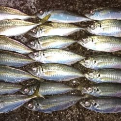 F6 125㎝　ドラゴン