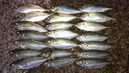 アジング 数は伸びました！