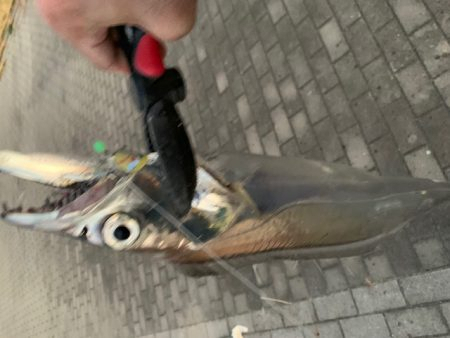 F6 125㎝　ドラゴン