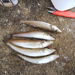 1日でキスの型が・・・