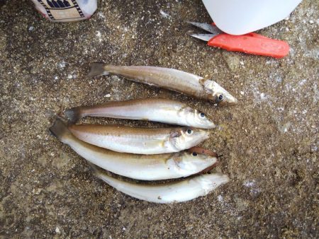 1日でキスの型が・・・