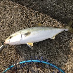 今日はジグで青物