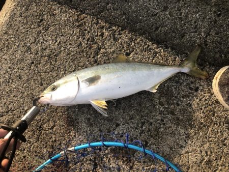 今日はジグで青物