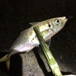 釣り納めアジング？