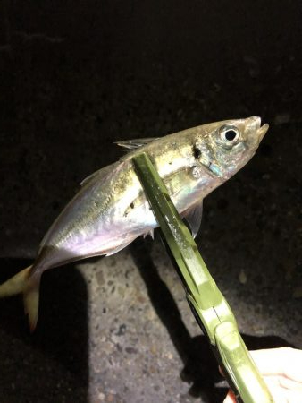 釣り納めアジング？