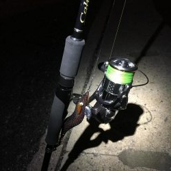 ステラ墨付け完了、、、