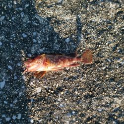 ヒラメ釣れました