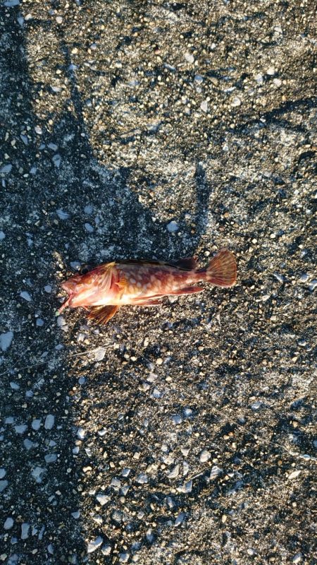 ヒラメ釣れました