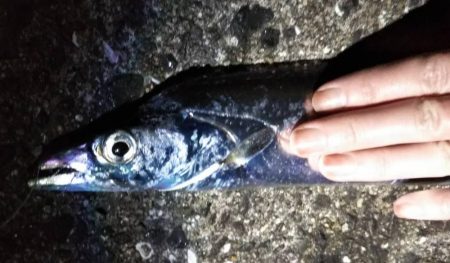 タチウオゲット