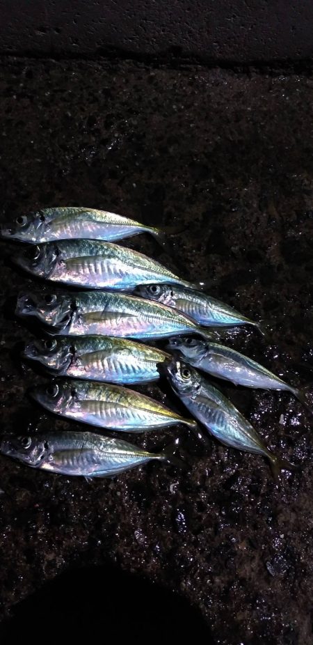 アジング～エギング