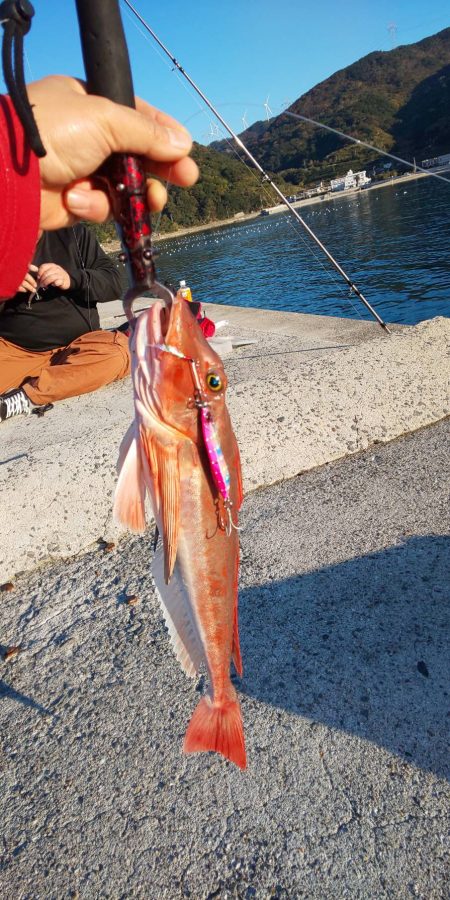 久々でホウボウ