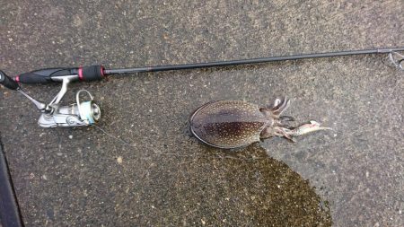 宮津でシリヤケイカ