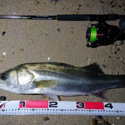 サーフヒラメ まだいけそう!