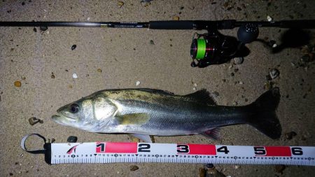 サーフヒラメ まだいけそう!