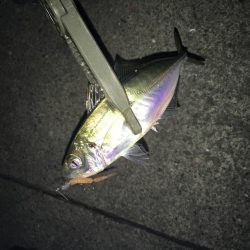 アジングとサプライズ