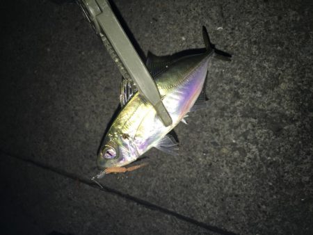 アジングとサプライズ