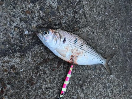 令和元年初魚種！