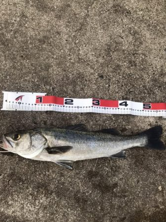 デイシーバス釣り