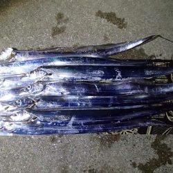 タチウオ ツ抜け