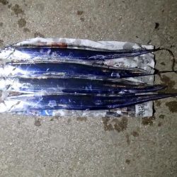 少ないアタリを拾って5匹