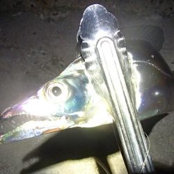 タチウオ テンヤは好調