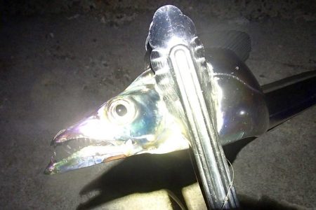 タチウオ テンヤは好調