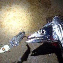 テンヤではタチウオ釣れる