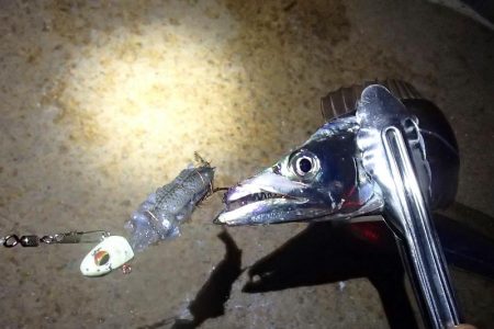 テンヤではタチウオ釣れる