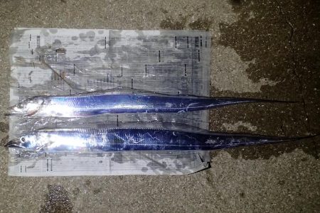 まだいける タチウオ