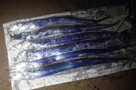 高活性 タチウオ6匹