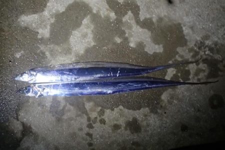 タチウオ ノマセ