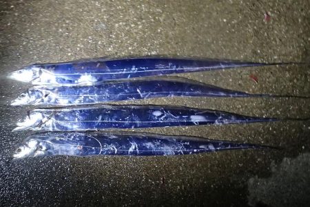 まだいける タチウオ＆サビキ