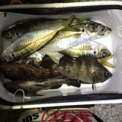 デブアジで釣り納め！