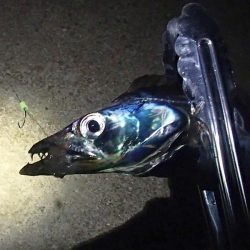 ノマセ釣り&サビキ釣り