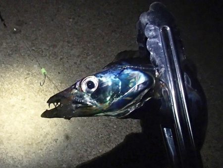 ノマセ釣り＆サビキ釣り