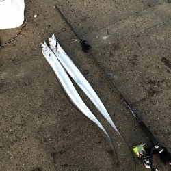 ワインドでタチウオ釣り