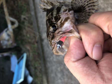 小さいけどポツポツと