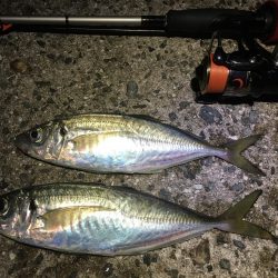 何とかアジングデビュー！？