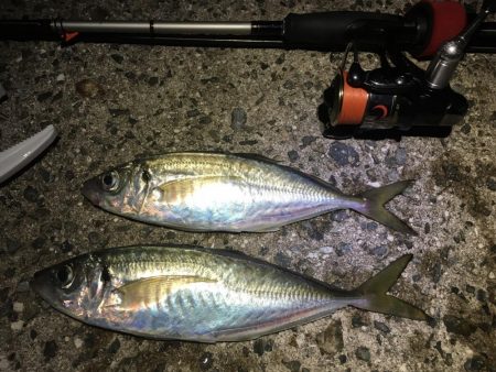 何とかアジングデビュー！？